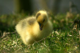 Gosling