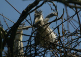 Grey Heron chick