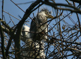 Grey Heron chick