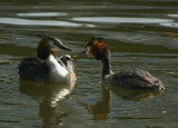 Grebe pair with chicks