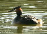 Grebe with chicks