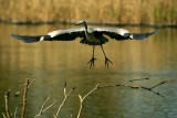 Grey Heron