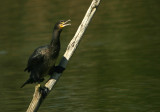 Cormorant