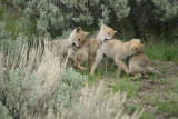 Coyote pups