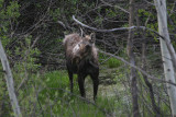 Moose
