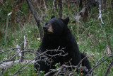 Black Bear