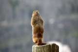 Marmot