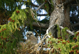 Great Horned Owl with chicks