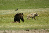 Wolf/griz encounter