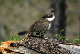 Blue Grouse