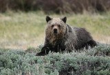 Grizzly