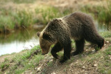 Grizzly