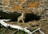 Coyote puppy