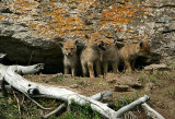 Coyote pups