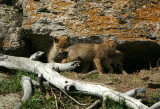 Coyote pups