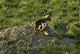 Coyote with pups