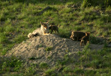 Coyote with pups