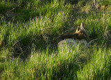 Coyote with pup