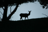 Elk
