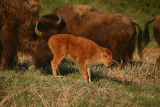 Bison calf