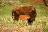 Mom and calf