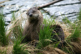 Otter
