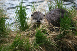 Otter