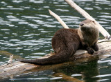 Otter