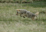 Mousing coyote