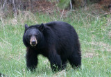 Black Bear