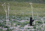 Griz cub