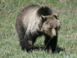 Grizzly