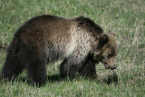 Grizzly