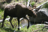 Bull moose