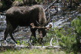Bull moose