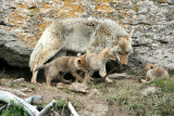 Coyote with pups