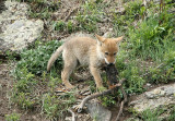 Puppy with food