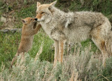 Coyote with pup