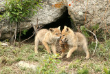 Coyote pups