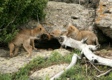 Coyote pups