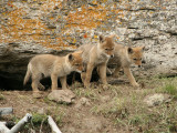 Coyote pups