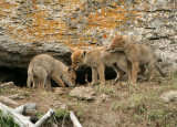 Coyote pups