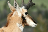 Pronghorn