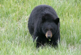 Black Bear