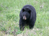 Black Bear