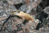 Sunbathing Marmot
