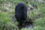 Drinking