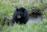 Black Bear