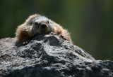 Marmot