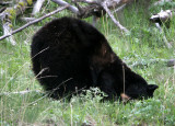 Black Bear